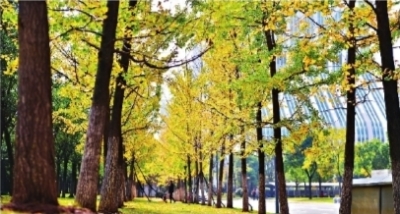 树种排名_最贵的树种排名图片(3)