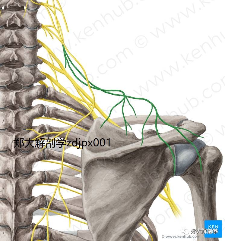 锁骨上神经尺神经胸背神经胸长神经肩胛下神经肩胛下神经桡神经肌皮