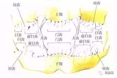 狗狗各项生理结构图谱大全