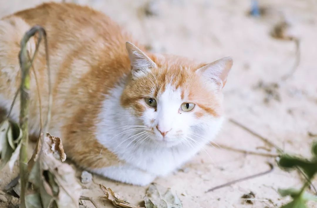 蜗牛的眼睛在哪 02570ddccedd4b4d8da86a51e0025c6b.jpeg