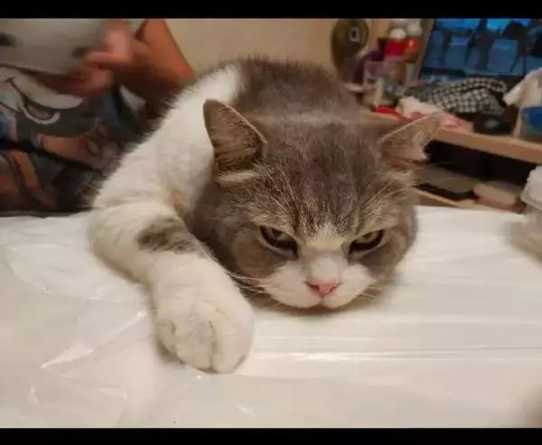 猫咪乖乖地趴桌上盯着大家吃饭，眼神把奶奶都逗笑了