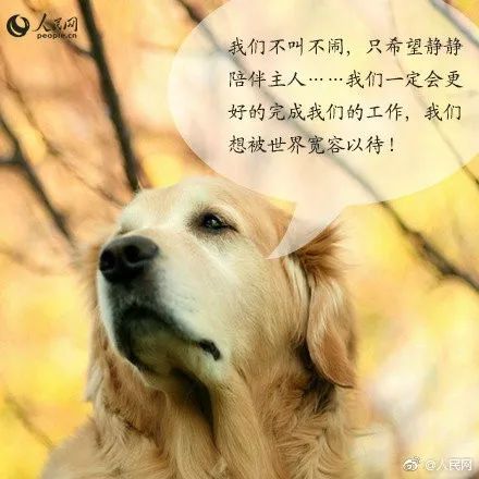 合肥首只导盲犬很委屈，乘公交车却被拒