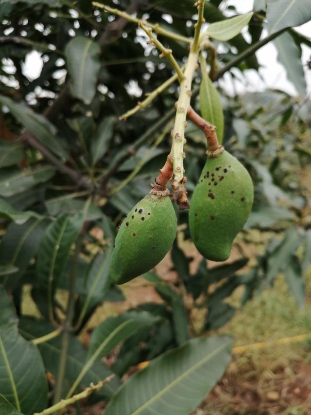 果农们你还在为难缠的芒果细菌性角斑病发愁吗