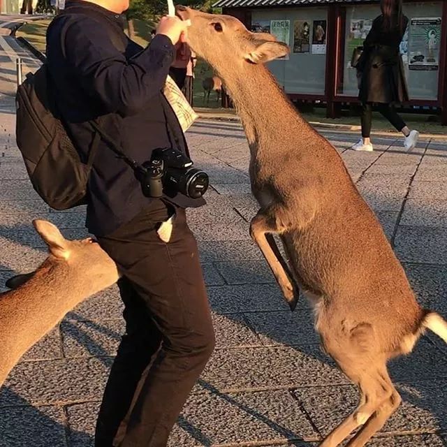 京都的動物，怎麼都沒什麼好名聲？ 寵物 第12張