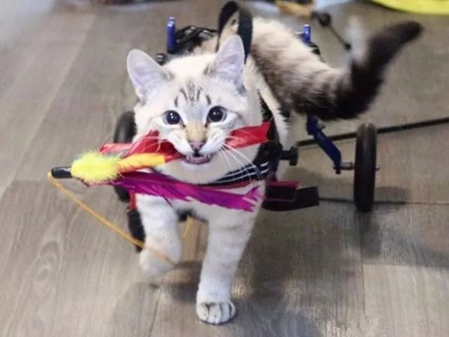 嘻嘻小猫 1ebd2de8be3f4d03a98ddd2d81139ad6.jpeg