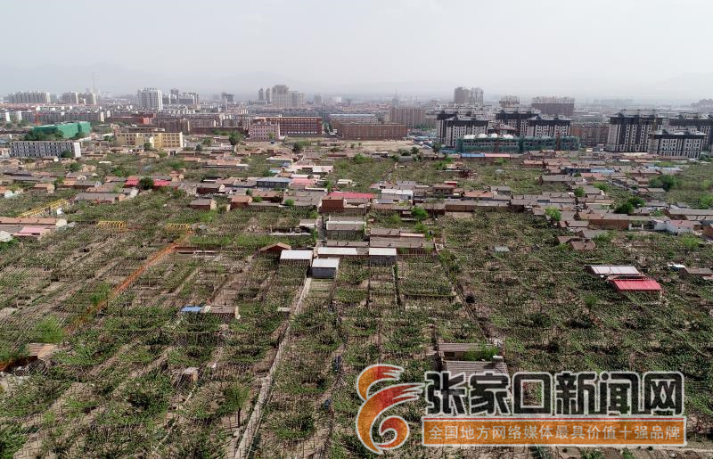 2019年5月16日无人机拍摄的河北张家口市"宣化葡萄莲花小镇"一隅.