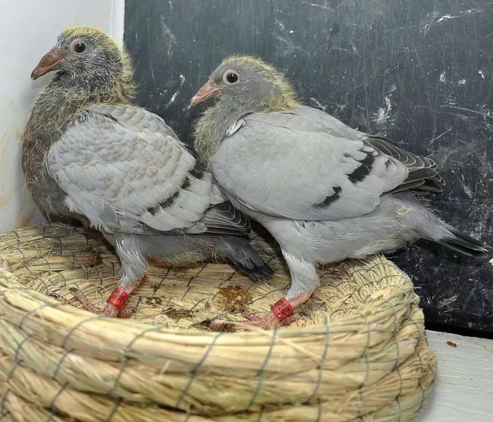 信鸽鸽粮里面都有什么粮食 27d75f9b4b804d5d9b63f26c78d548bd.jpeg