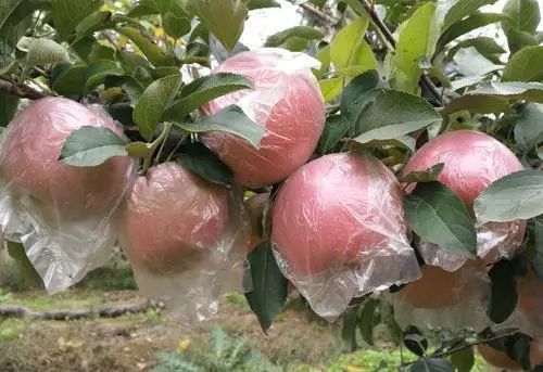 苹果种植,苹果套袋技术运用需注意哪些问题?