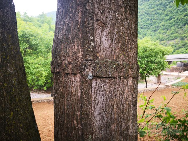 产地探访:湖北杜仲正值产新期