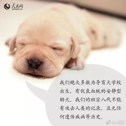 合肥首只导盲犬很委屈，乘公交车却被拒