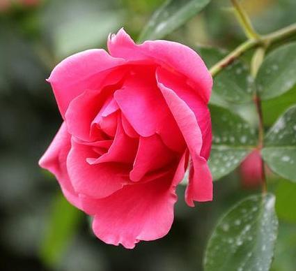 面带桃花,异性缘佳的4个生肖,5月底相亲成功,新婚幸福! AV无码波多野结衣在线看