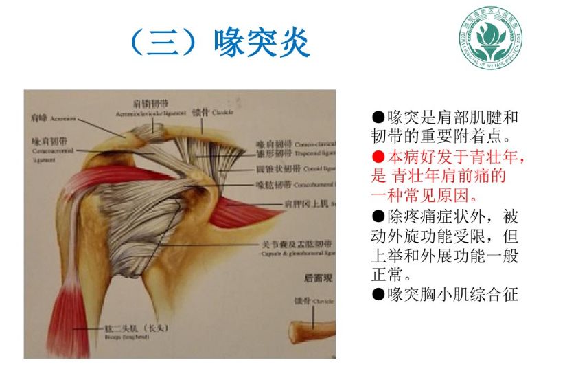 肩关节软组织压痛点的解剖与临床(二)