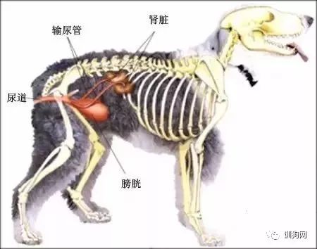 狗狗各项生理结构图谱大全