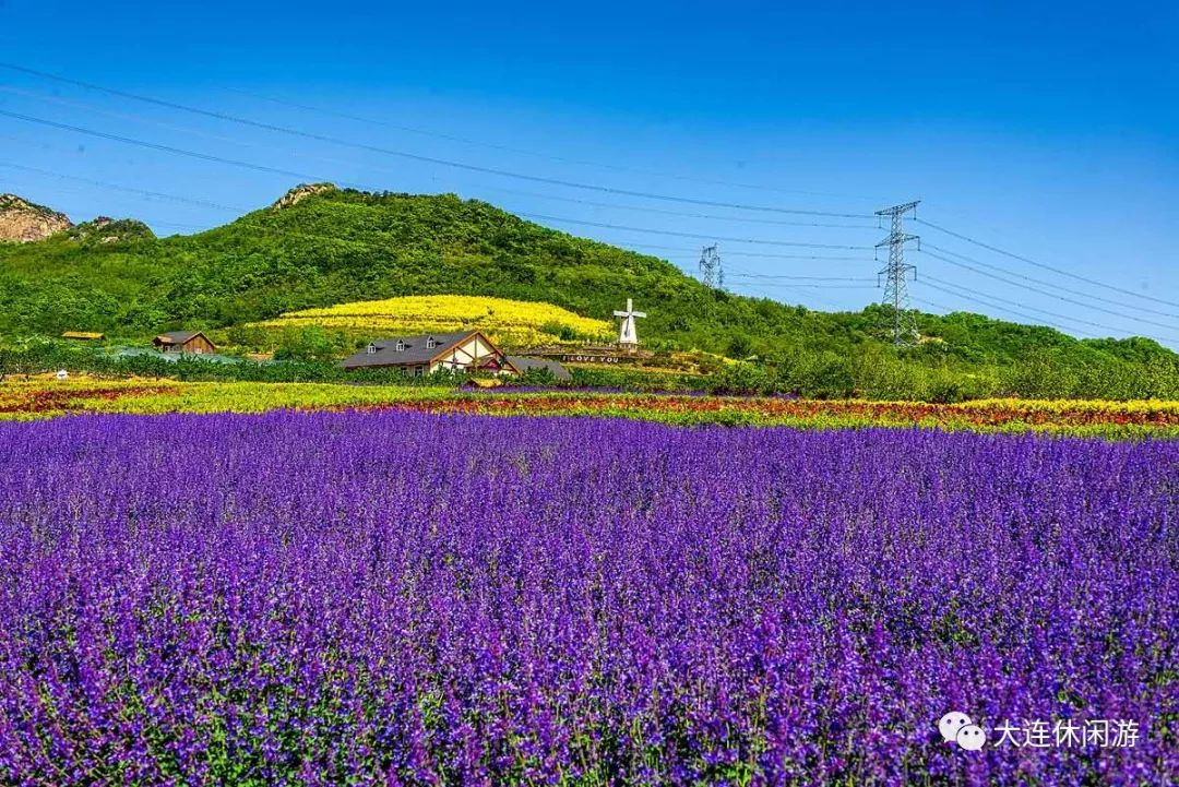 (以下部分图片来自 王广顺 5月13日实拍)图源:紫云花汐薰衣草庄园紫云