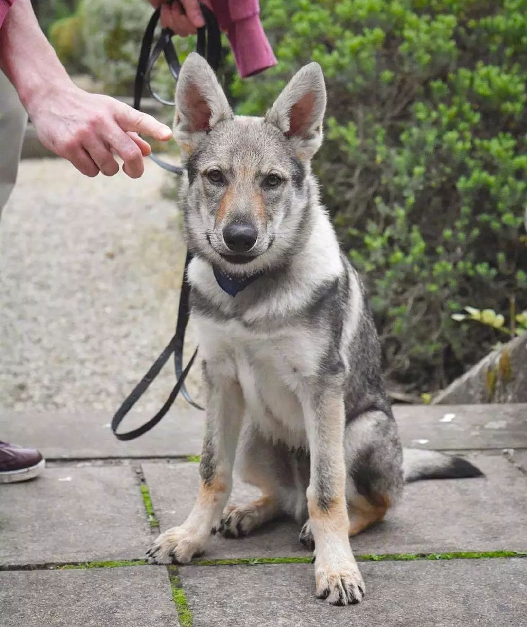 网友家的捷克狼犬外表酷似狼其实内心是个粘人的小姑娘