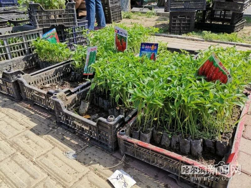 现在流行"架秧子"丨市民争当"都市菜农",早市儿菜苗大受欢迎