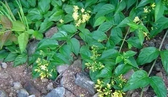 夏天有什么植物常见 6909596e68c74d8daac5ba1becbd80d2.jpeg