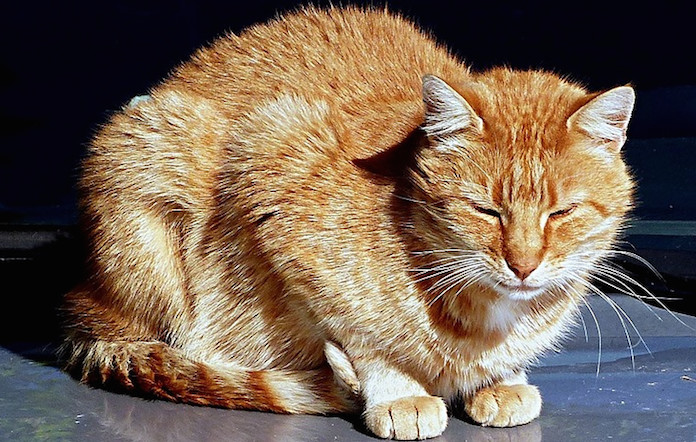 猫肿瘤怎么治 6e6f40cf6a4e47ed84288404cac60259.jpeg