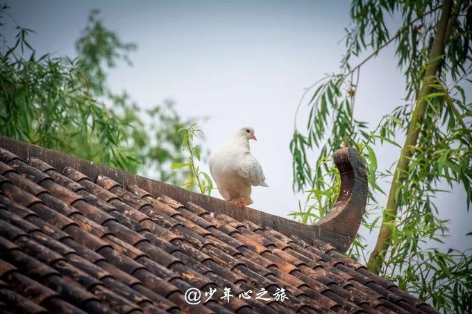 凤凰池人口_临潼凤凰池生态谷图片