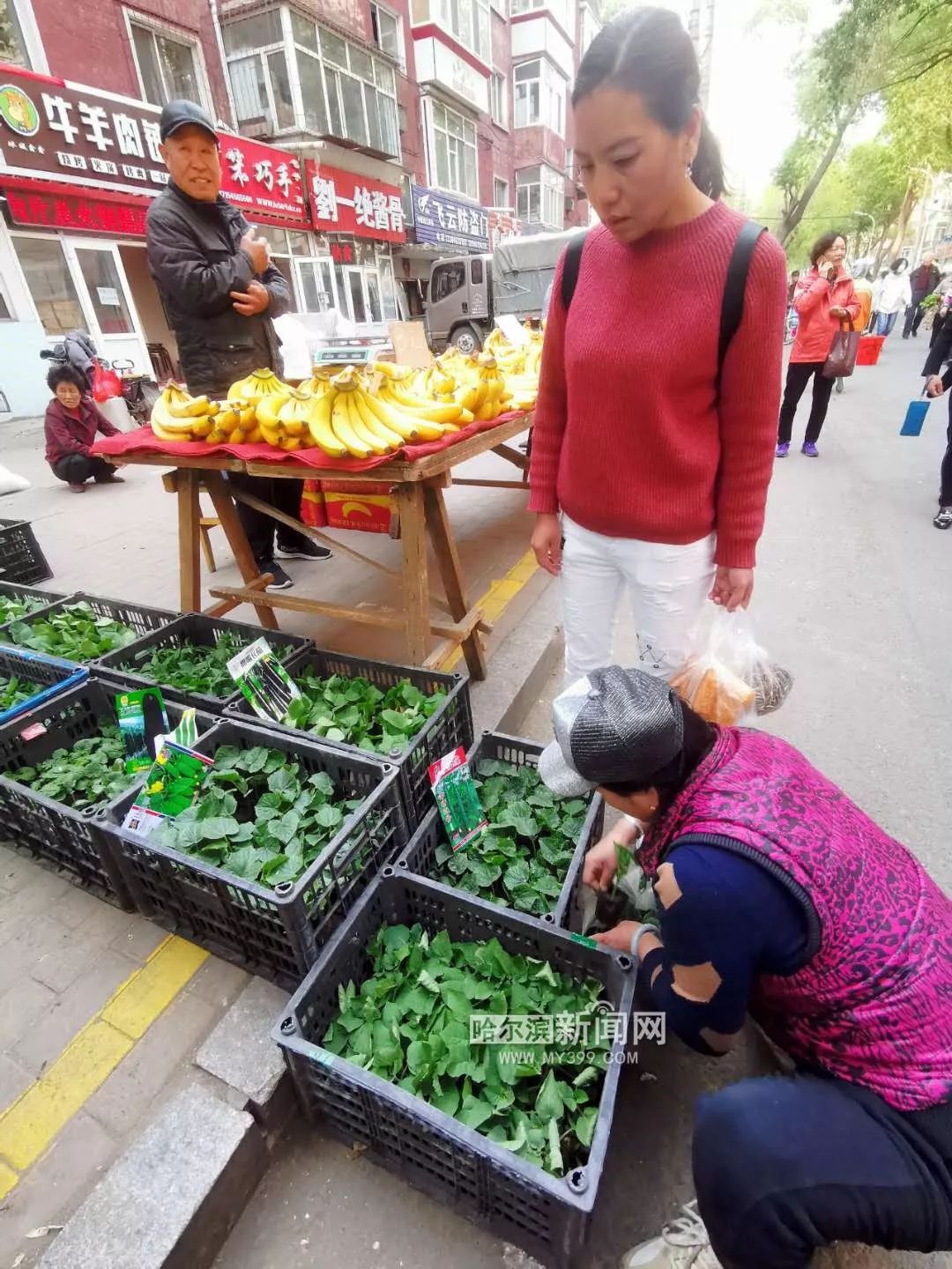 现在流行"架秧子"丨市民争当"都市菜农",早市儿菜苗大受欢迎