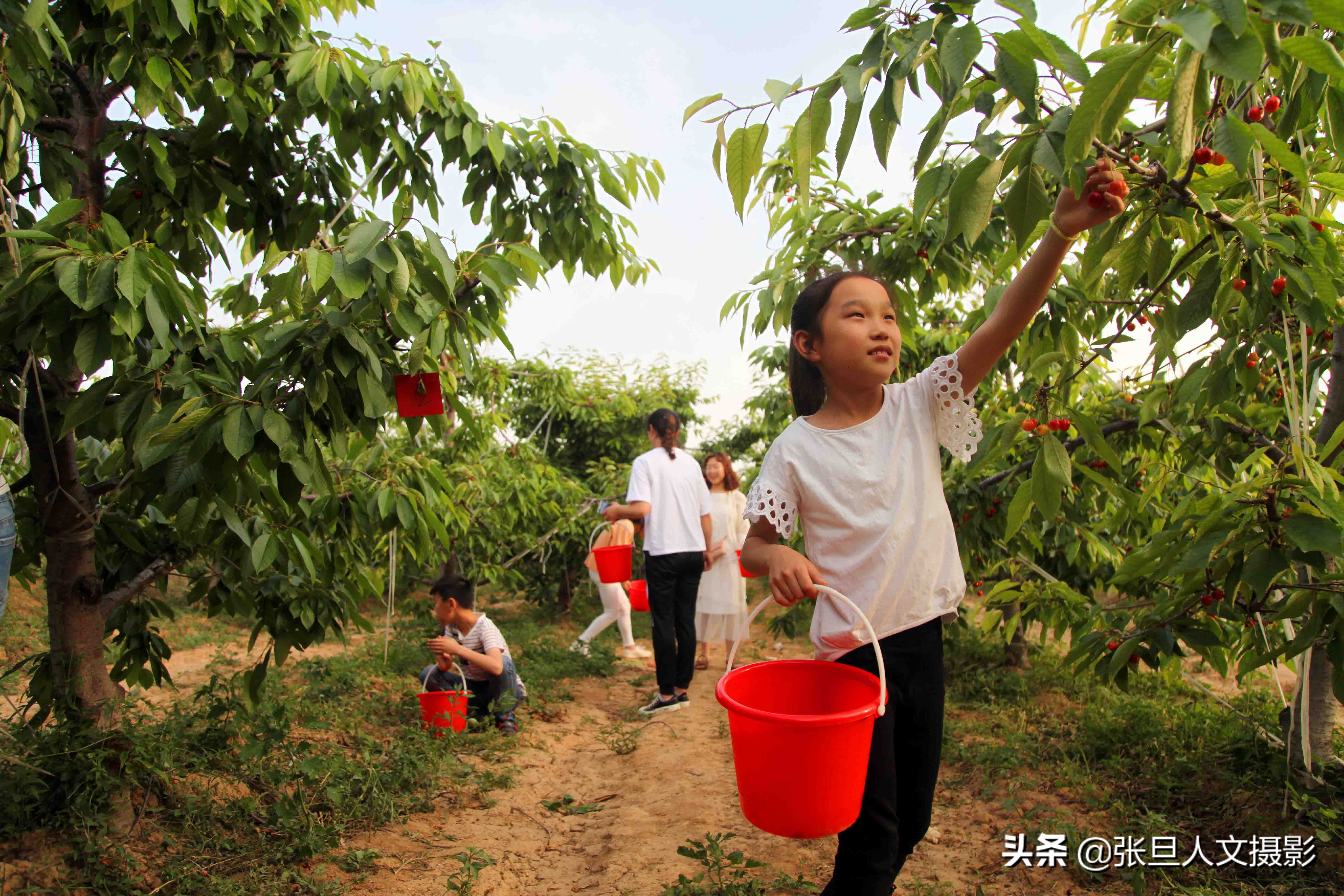 路程,车刚行驶到洪洞县的曲亭段,就被高速路两边的一大片樱桃林所吸引