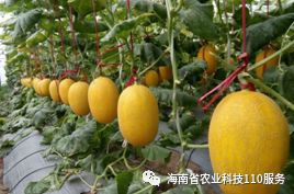 哈密瓜怎么种植管理 7c4ce3625f9a448691d79544fd713c90.jpeg