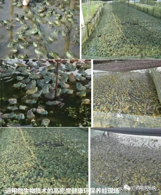 蛙池旁边将一个1-5立方的大型塑料桶埋在地下,网