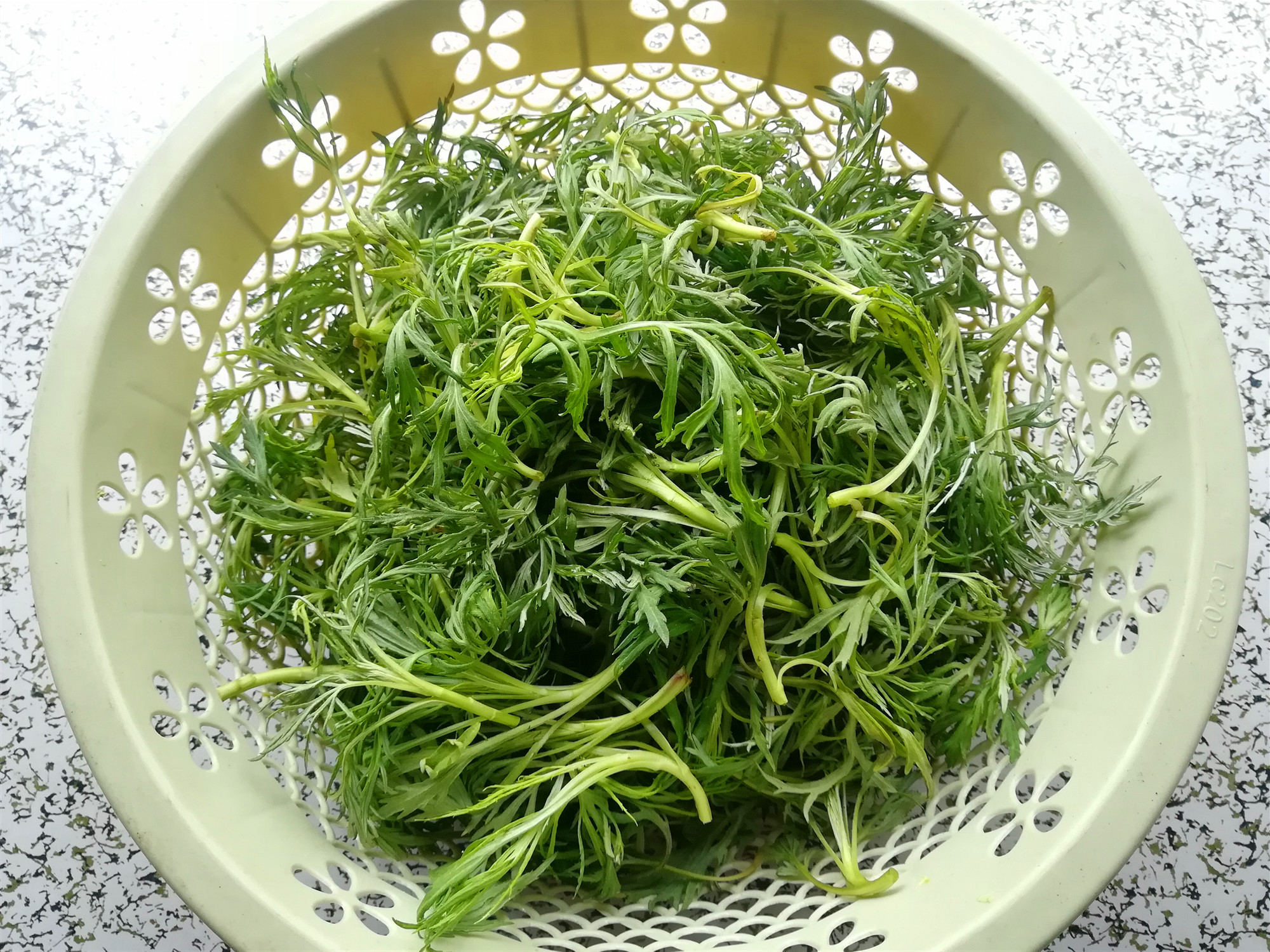 刺老芽-中国的野菜轻-图片