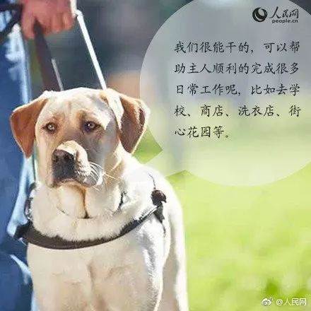 合肥首只导盲犬很委屈，乘公交车却被拒