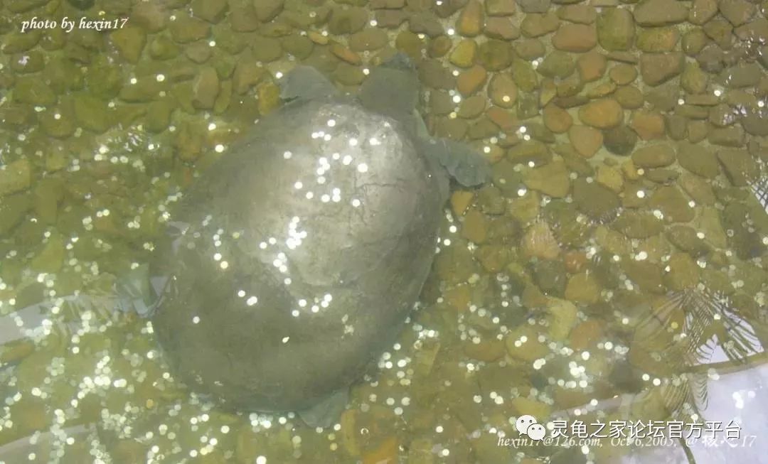 灵鳖记_斑鳖