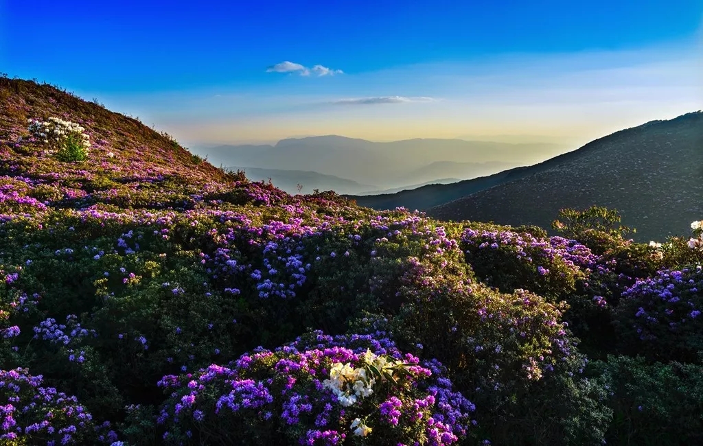 凉山金阳索玛花轻轻绽放