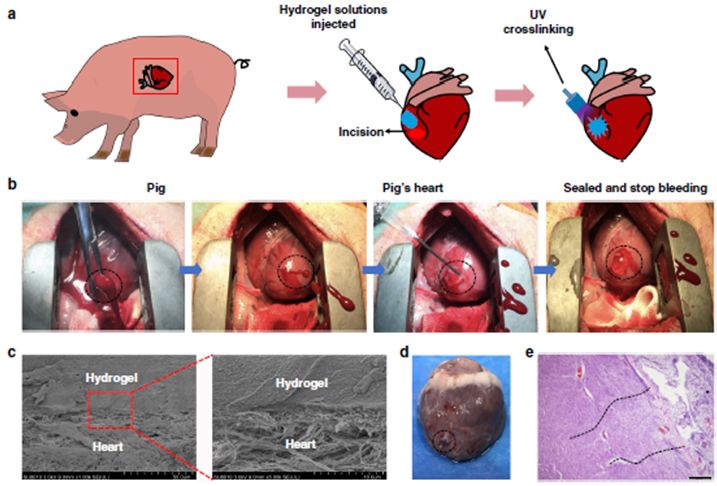 猪心脏穿刺损伤止血实验外科手术的示意图
