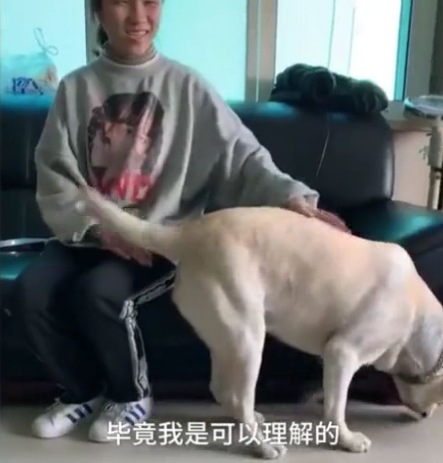 合肥首只导盲犬很委屈，乘公交车却被拒