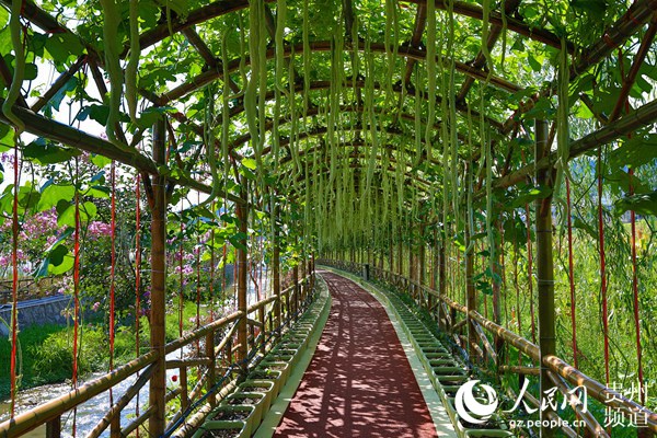 桐梓gdp_贵州桐梓最美警花走红(2)