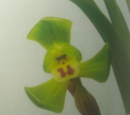 兰花短圆捧,刘海舌兰花挖耳捧,圆舌兰花蒲扇捧,刘海舌返回搜狐,查看