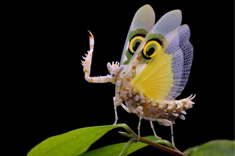 作品名:刺花螳螂 展翅的刺花螳螂.