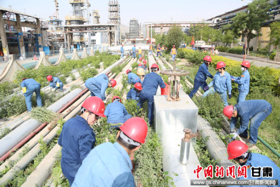 兰州石化公司石化厂突击队义务劳动美化检修环境 网络最大赌博平台排行