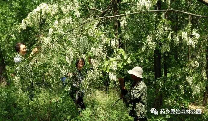 药乡首届万亩槐花艺术节18日惊艳开场!这个周末一起去