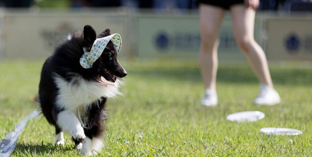 狗为啥会得心脏病 b3cbef5e84974c5581d2e14e10ebcb37.png