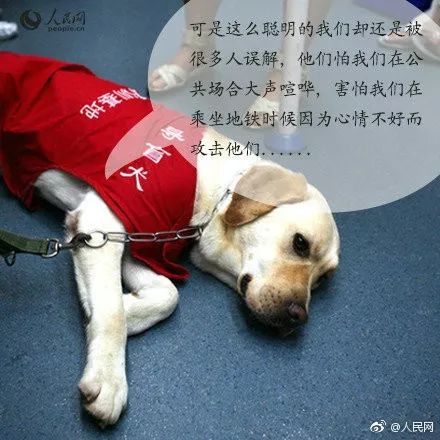 合肥首只导盲犬很委屈，乘公交车却被拒