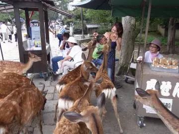 京都的動物，怎麼都沒什麼好名聲？ 寵物 第16張