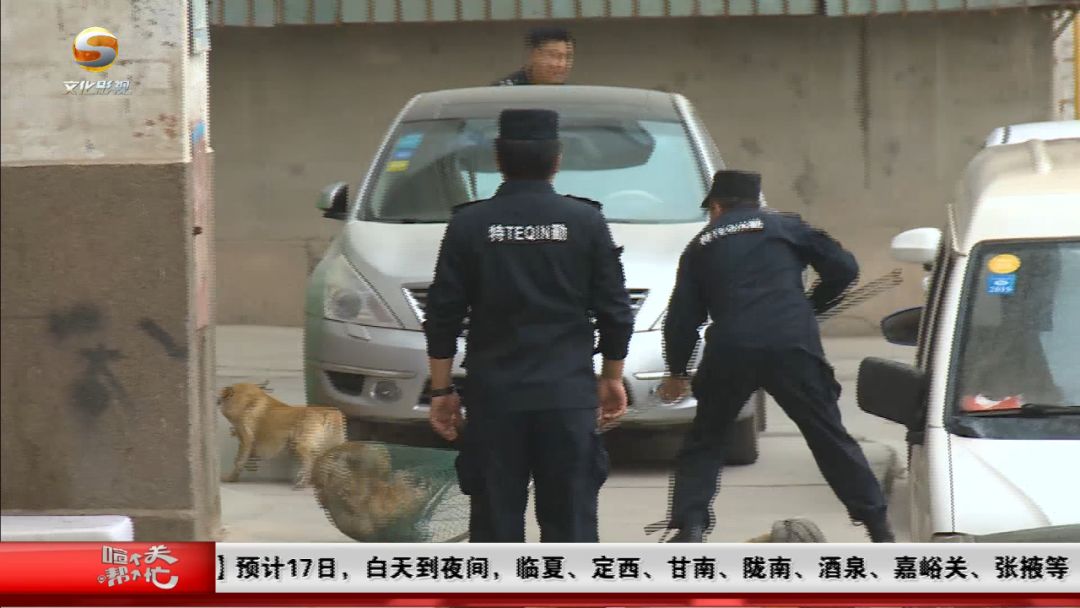 兰州对流浪狗进行抓捕,送往动物留检所统一收容,看看市民怎么说! 博E百娱乐场官网