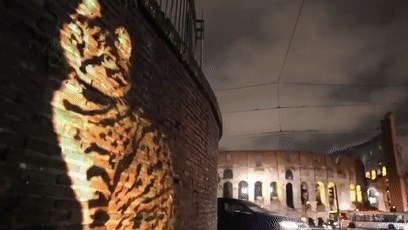 最近羅馬街頭驚現巨型光雕藝術貓咪，才發現貓咪還可以這麼玩！ 未分類 第18張