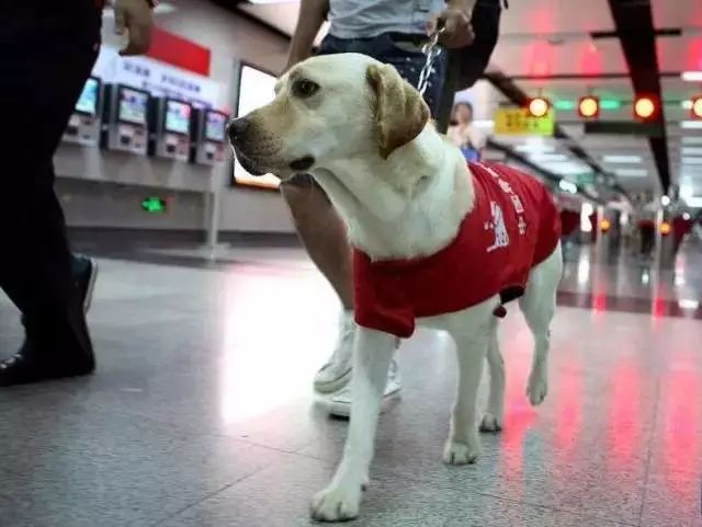 合肥首只导盲犬很委屈，乘公交车却被拒