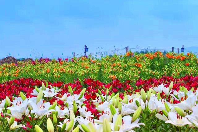 浅谈百合花海造景方法