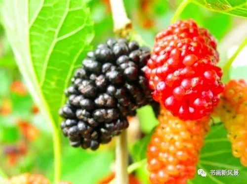 浅夏,陌上桑柔葚果鲜 新金沙网站