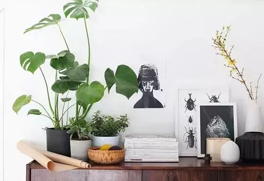 室内绿植推荐客厅南天竹 d184fba83d994e2dac5b1724e03f2e9f.jpeg