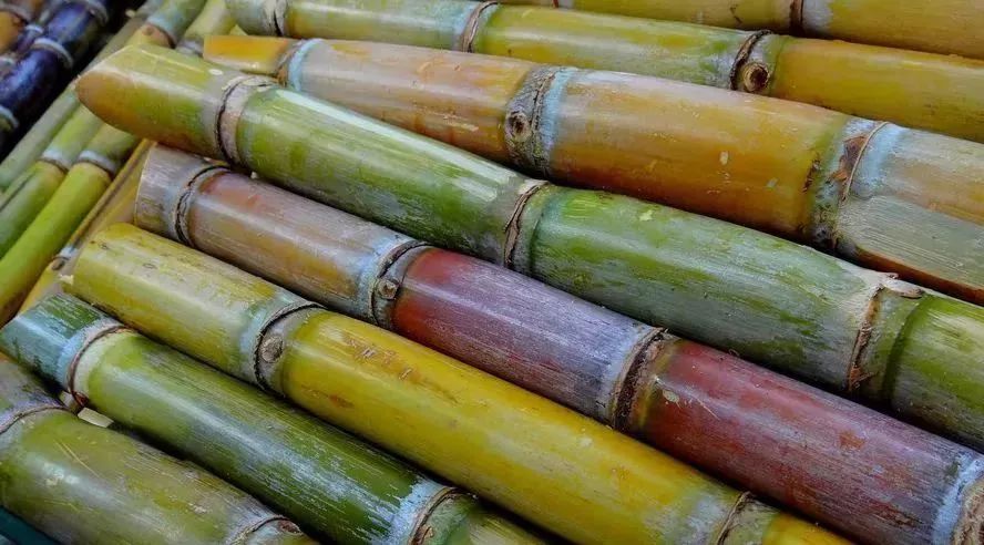 如何种植甘庶 d921d410eced46c493b8544cac6615e4.jpeg