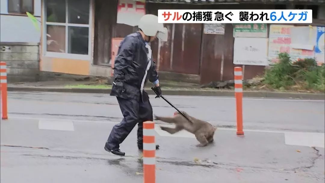 京都的動物，怎麼都沒什麼好名聲？ 寵物 第7張