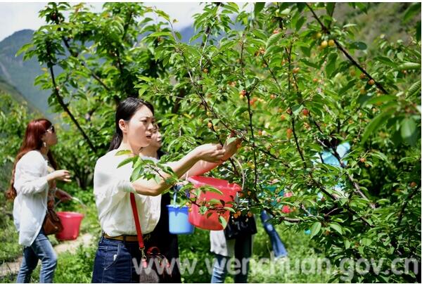 汶川:千名游客体验甜樱桃采摘乐趣
